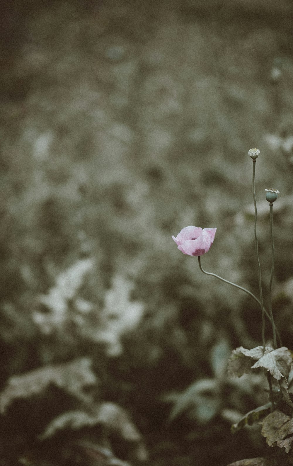 selective focus photography of pink petaled flower