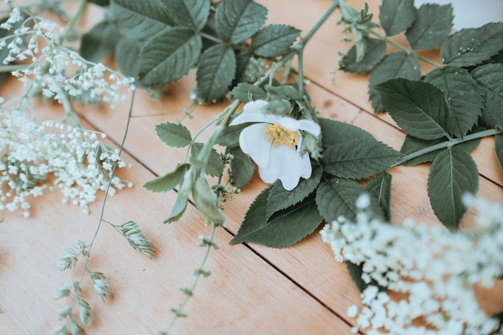 Makrofotografie der weißen Blume