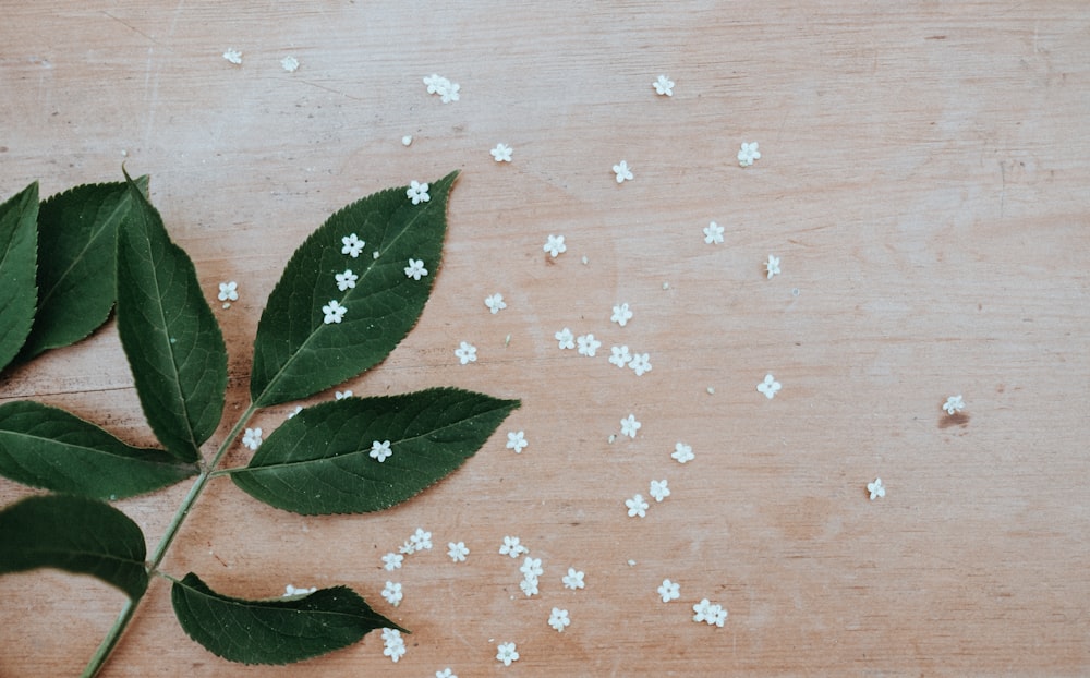 white flowers and green leaves on brown surface