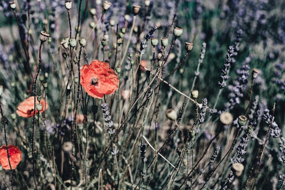 closeup photo of red poppy flower