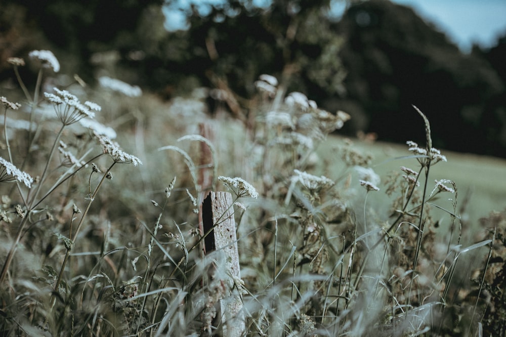 closeup photo of white petaled flowers