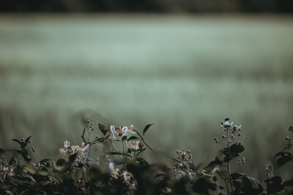 shallow focus photography of flowers