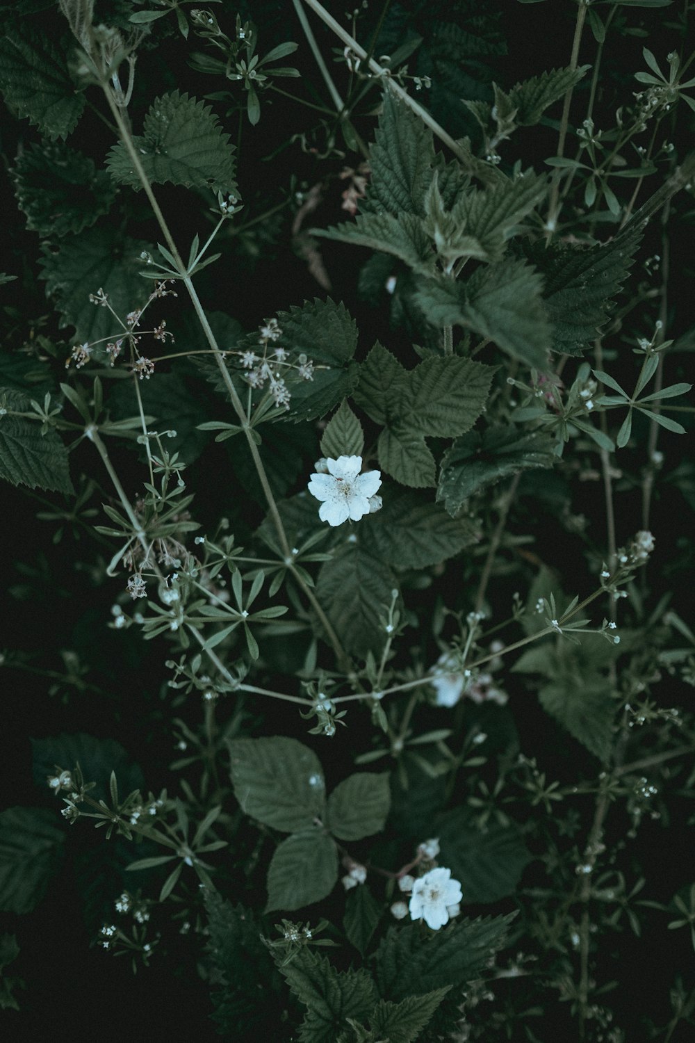 두 개의 흰 꽃잎이 달린 꽃의 근접 촬영 사진