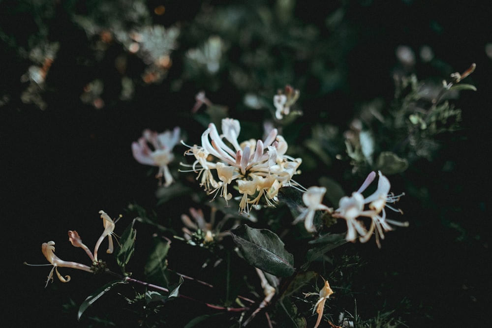 white flower surrounded by leaves