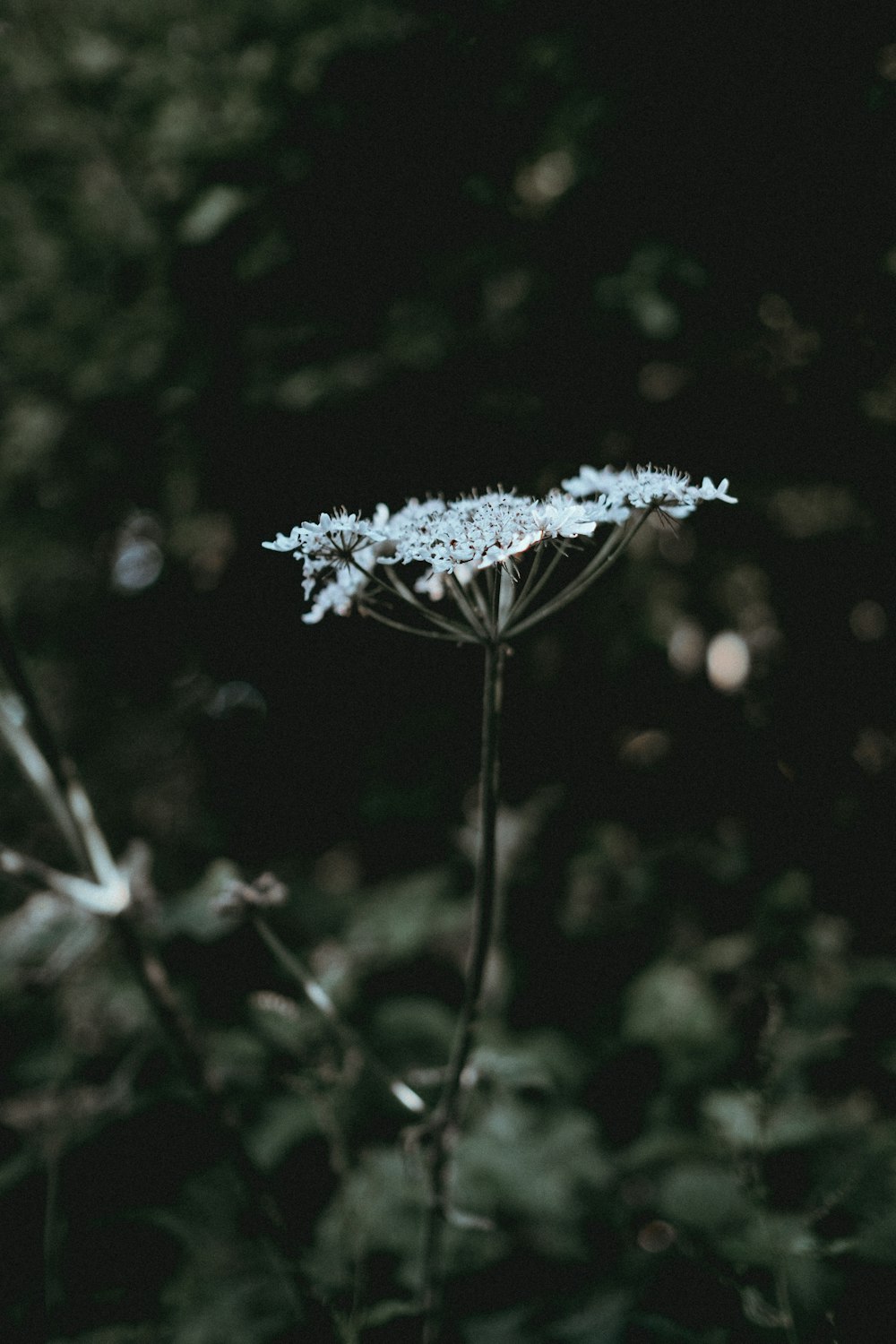 shallow focus photography of white flower