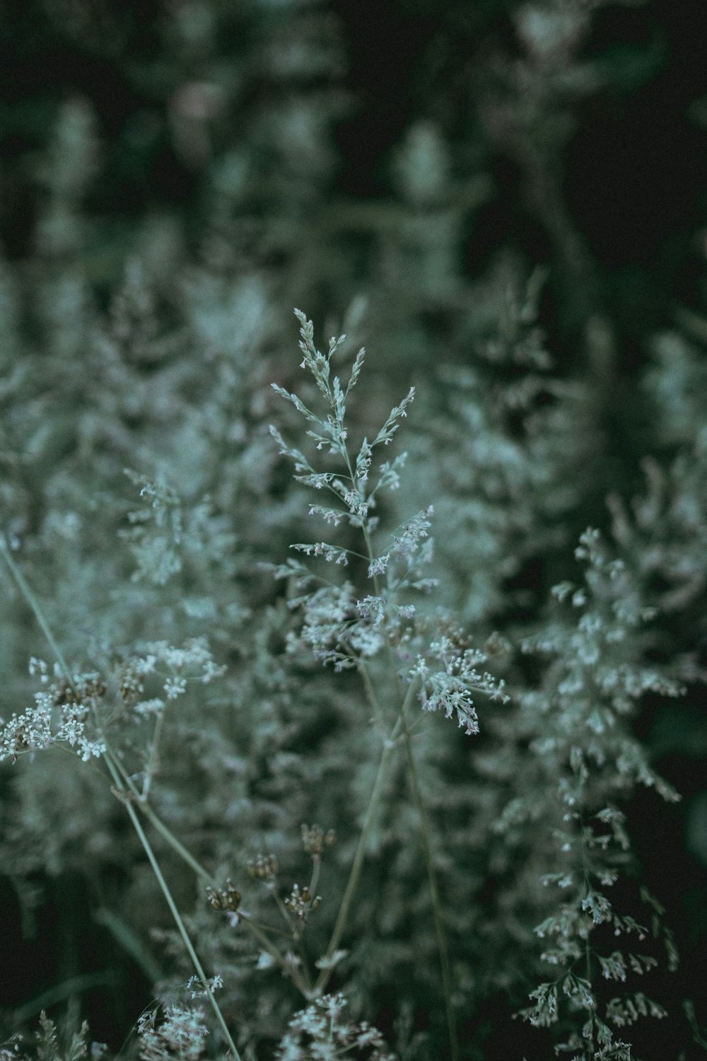 shallow focus photography of white plants