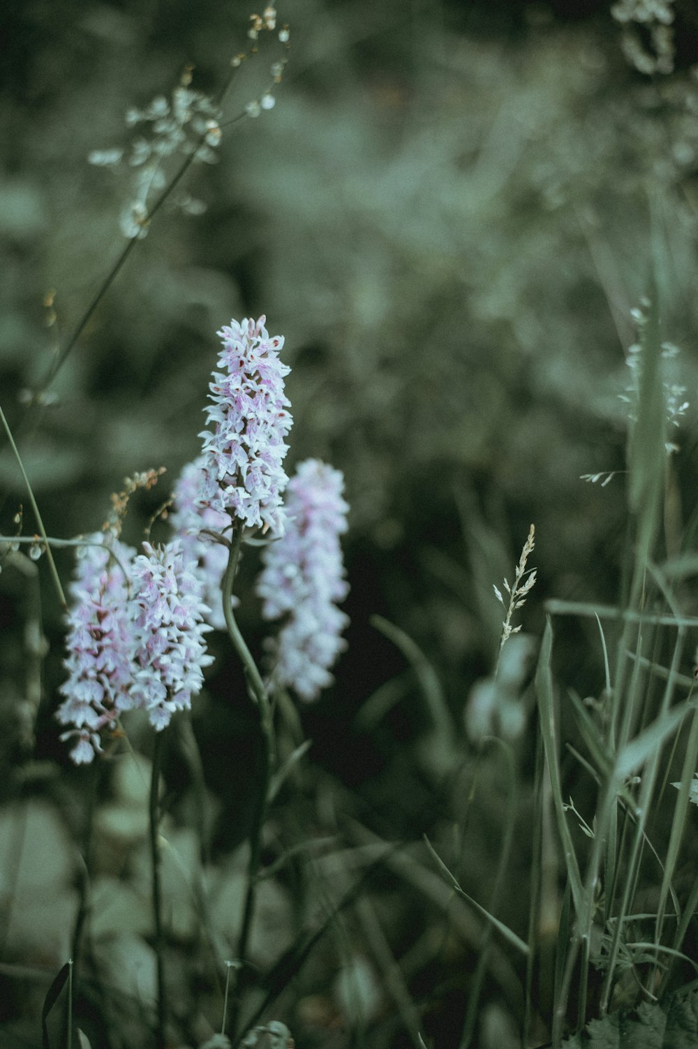 Photographie sélective de fleurs blanches en grappe