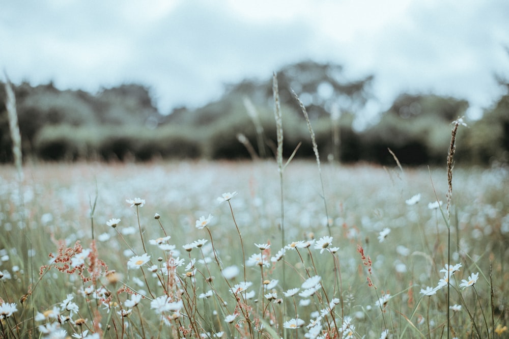 white flowers waving by the air