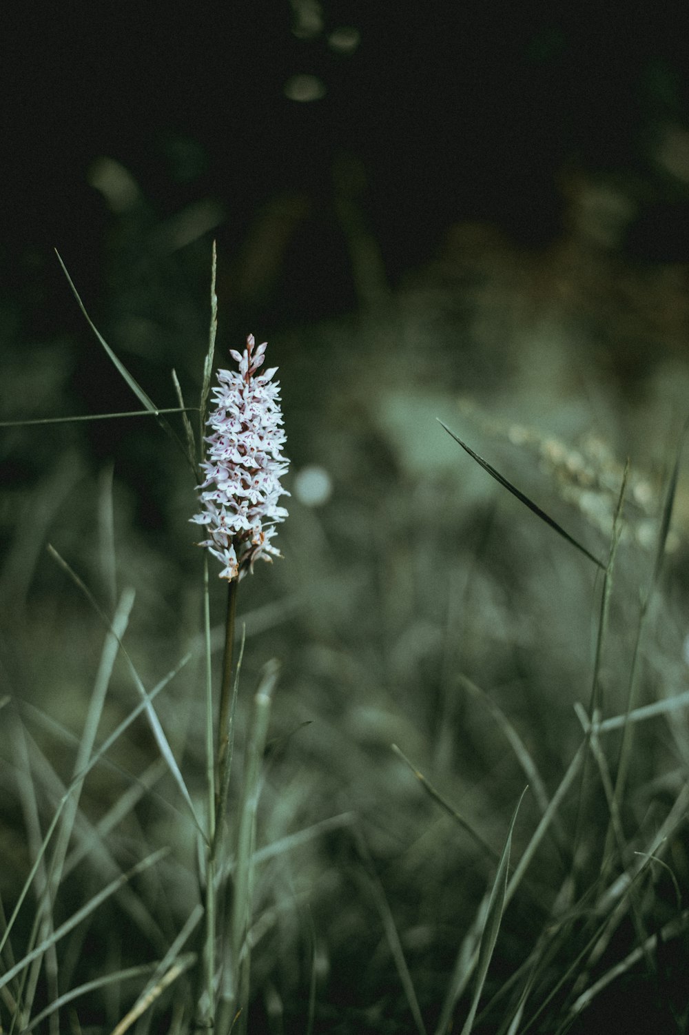 closeup photo of white cluster petaled flower