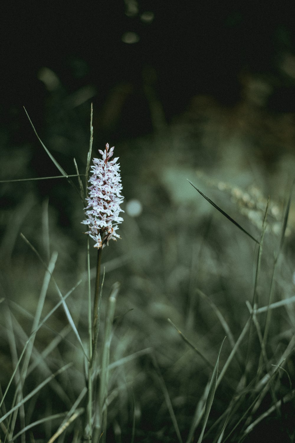 foto de closeup da flor branca do cacho pétala