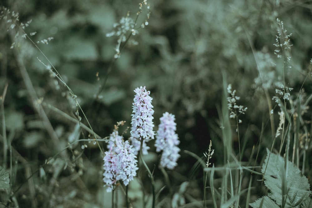 white and purple petaled flowers