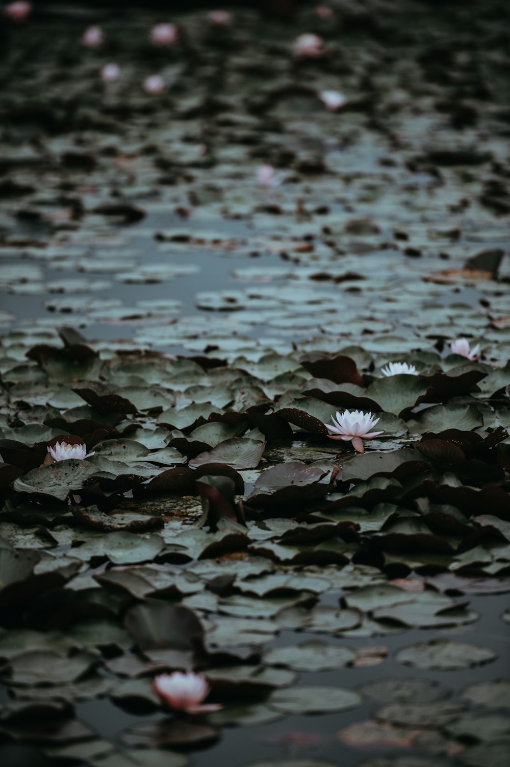 photographie en basse lumière de fleur de lotus blanc sur plan d’eau