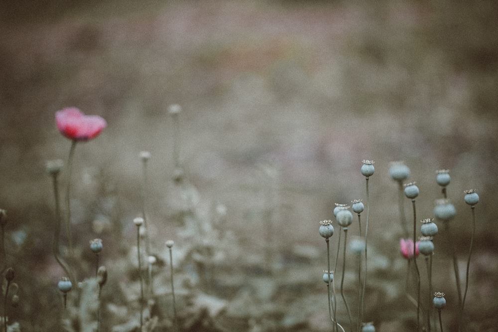 selective focus photography of red petaled flower