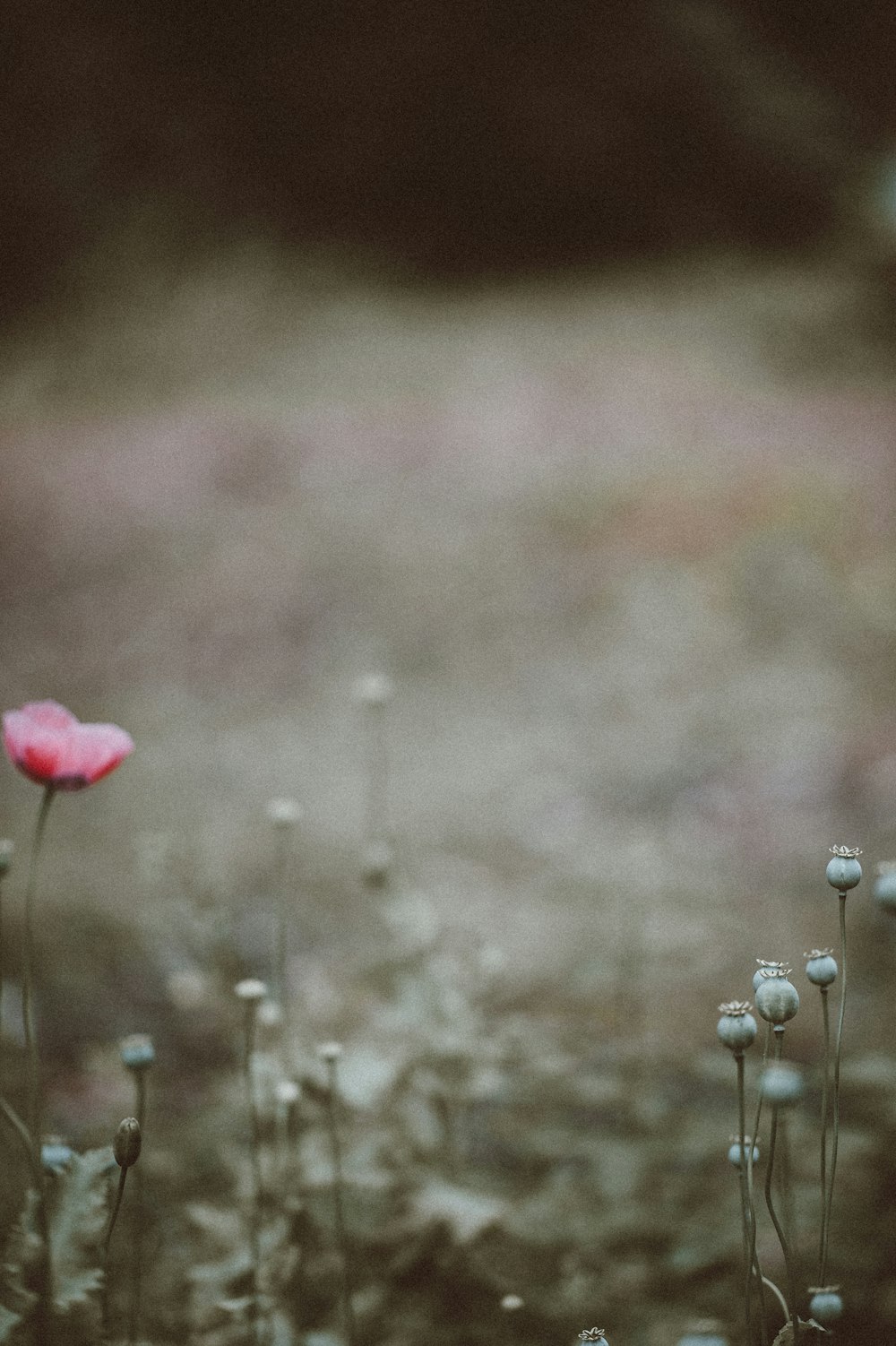 selective color photography of red petaled flower