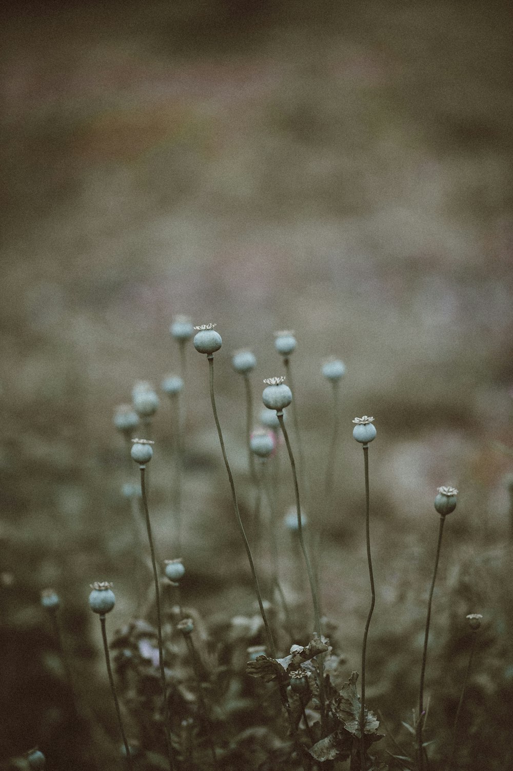 Selektive Fokusfotografie von weißen Blütenknospen