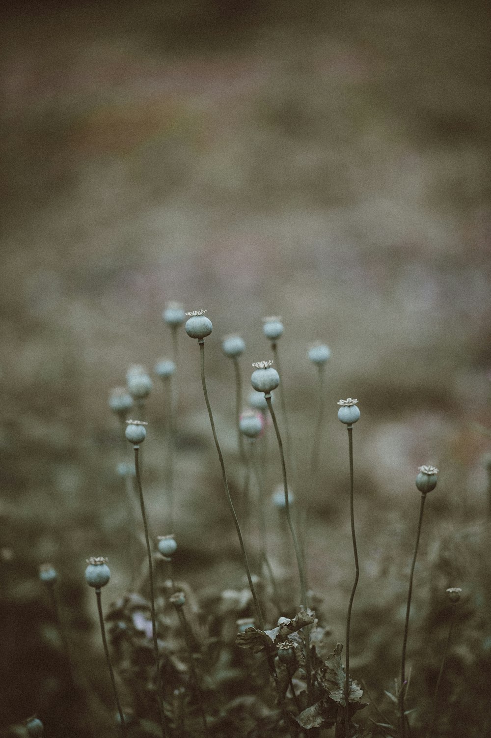 selective focus photography of white flower buds