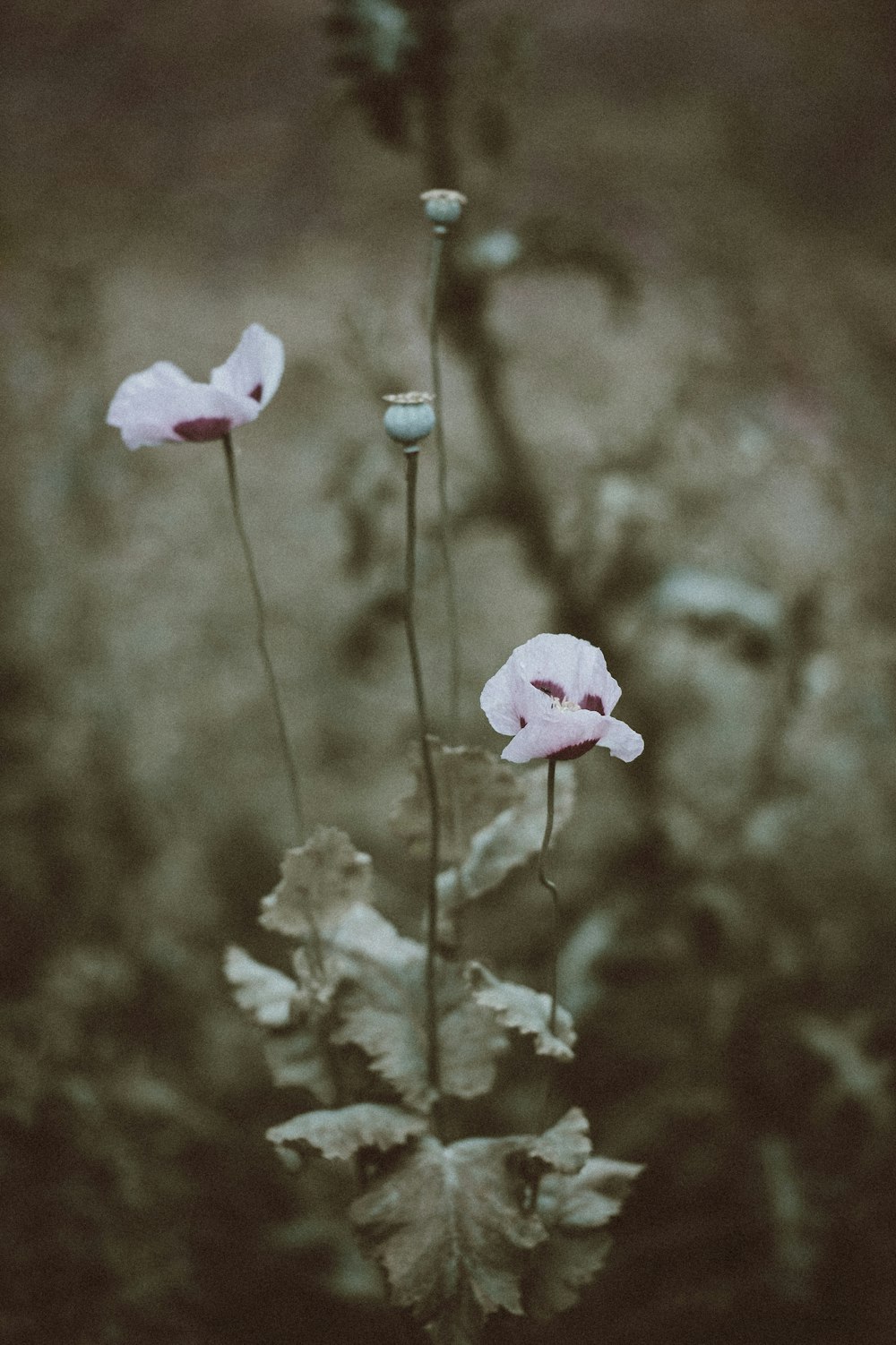 selective focus photography of white petaled flower