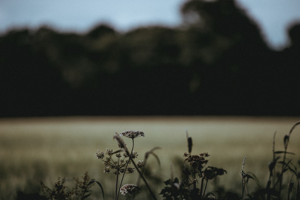 shallow focus photography of grey flowesr