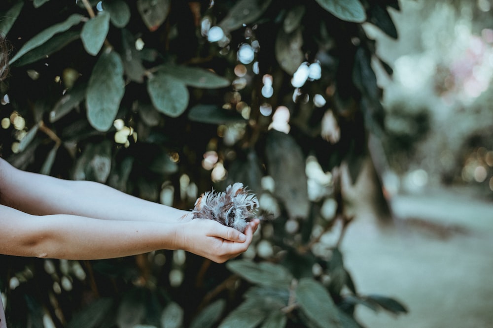 person holding purple petaled flowers