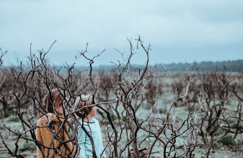 brown leafless plant