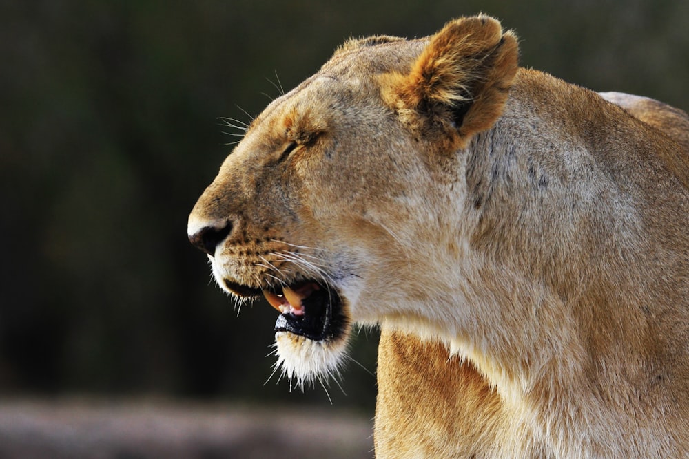 Fotografia de foco raso de leoa