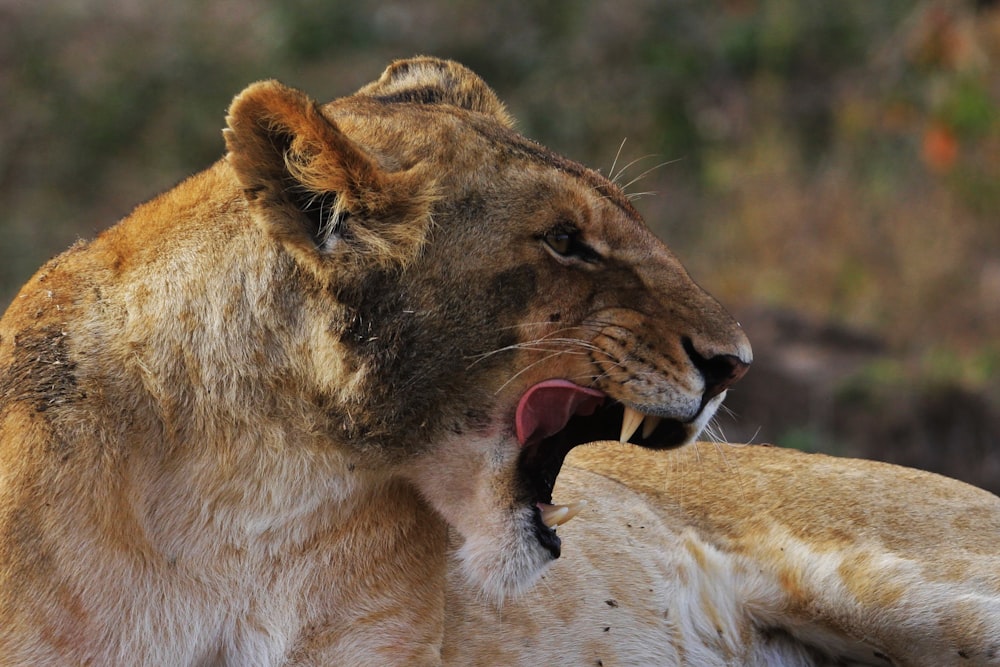 Photographie animalière de lionne