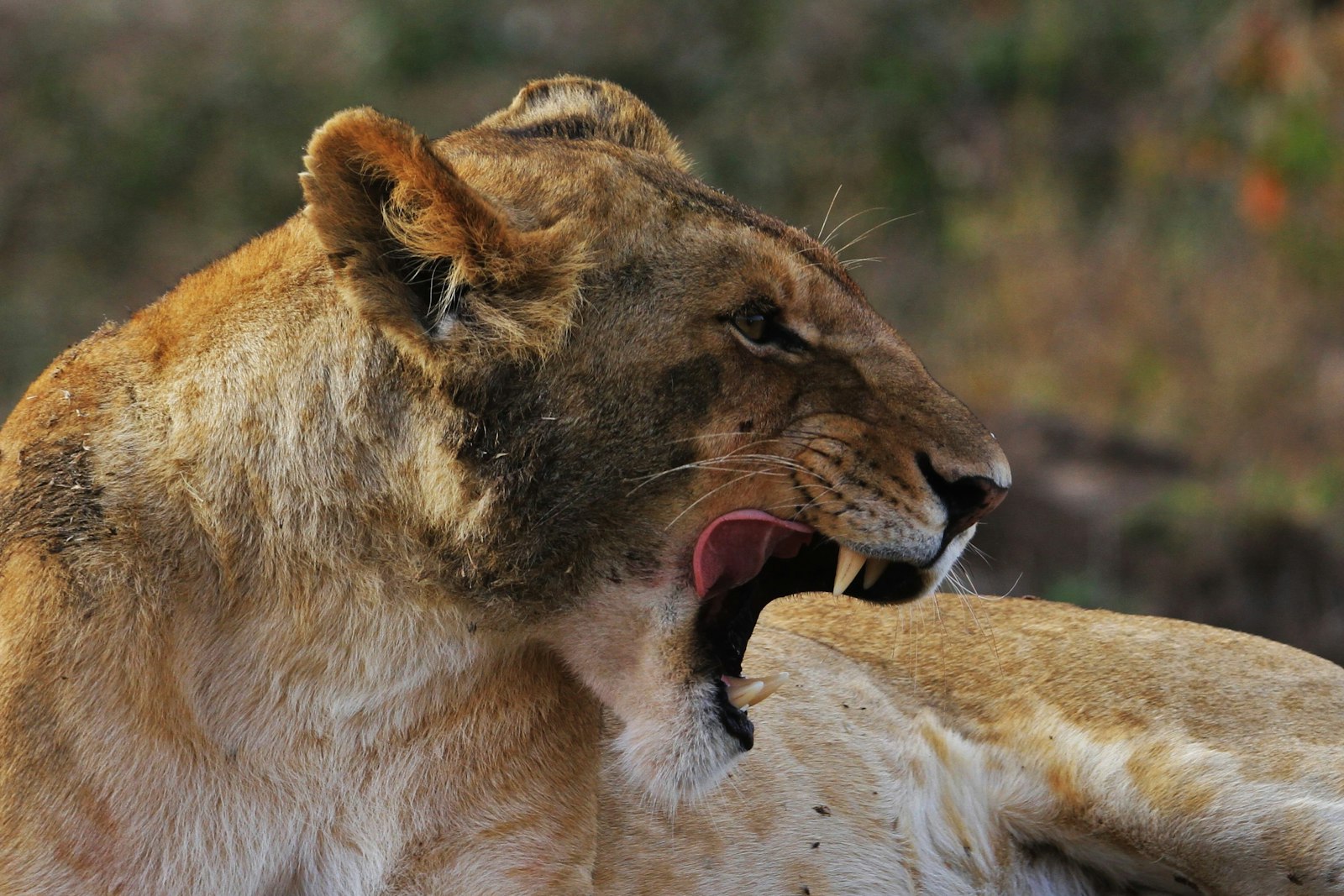 Tamron SP 150-600mm F5-6.3 Di VC USD G2 sample photo. Wildlife photography of lioness photography