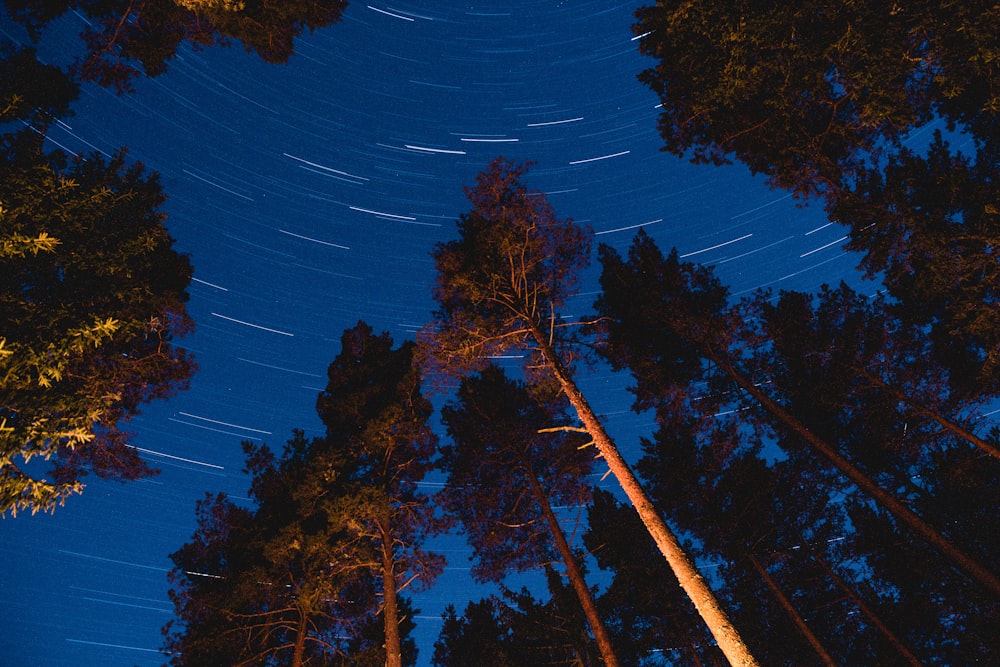 time lapse photography of trees during night time