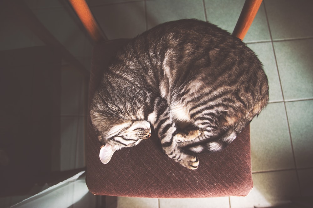 brown tabby cat sleeping on chair