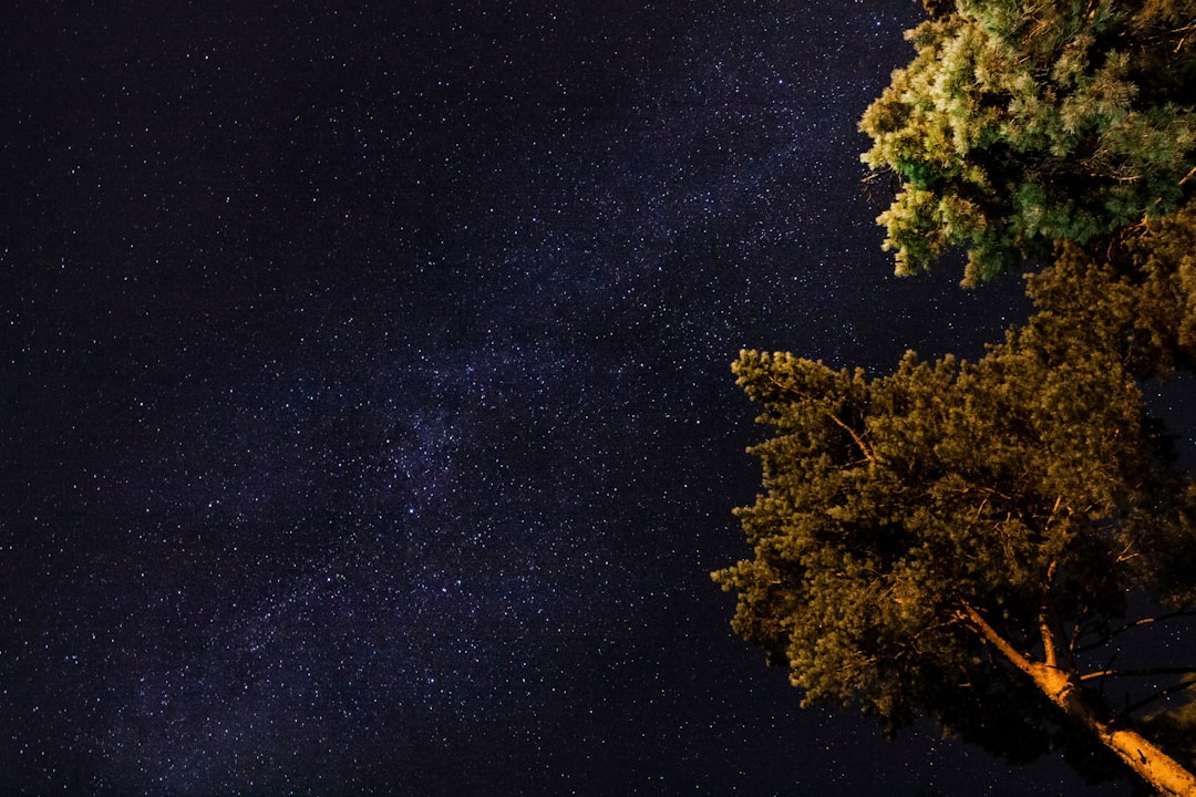 low angle photography of green leaf trees under milky way at nighttime