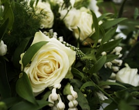 A close-up of a bouquet featuring large, creamy white roses surrounded by lush green leaves and small white buds. The petals of the roses are delicately arranged, creating a soft and elegant appearance. The greenery adds a fresh and vibrant contrast to the light tones of the roses.