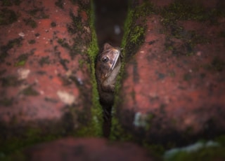selective focus photography of frog between blocks