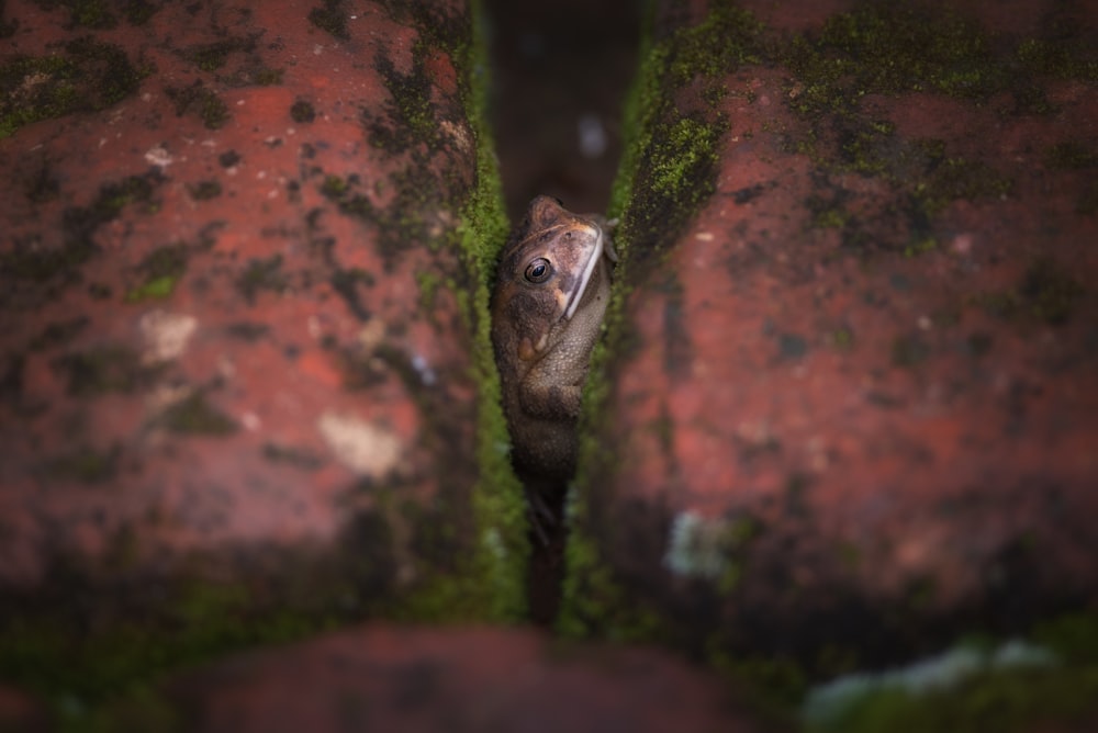 selective focus photography of frog between blocks