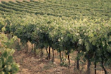 Sunlit rows of grapevines stretching across a gently rolling Bangalore landscape.
