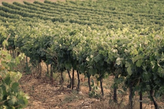 Neatly arranged rows of lush green grapevines stretch across a vineyard under soft natural light. The plants are dense with healthy leaves and the view extends towards the horizon, gently undulating across the landscape.