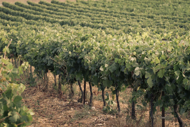 Sunlit rows of grapevines stretching across a gently rolling Bangalore landscape.