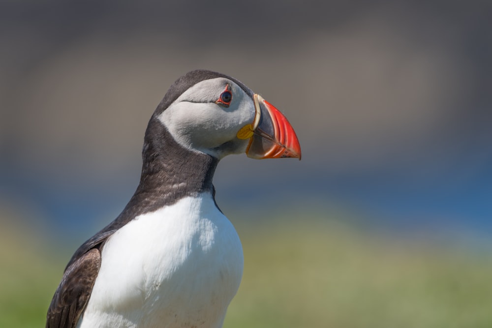 closeup photography of white and black puffin bird