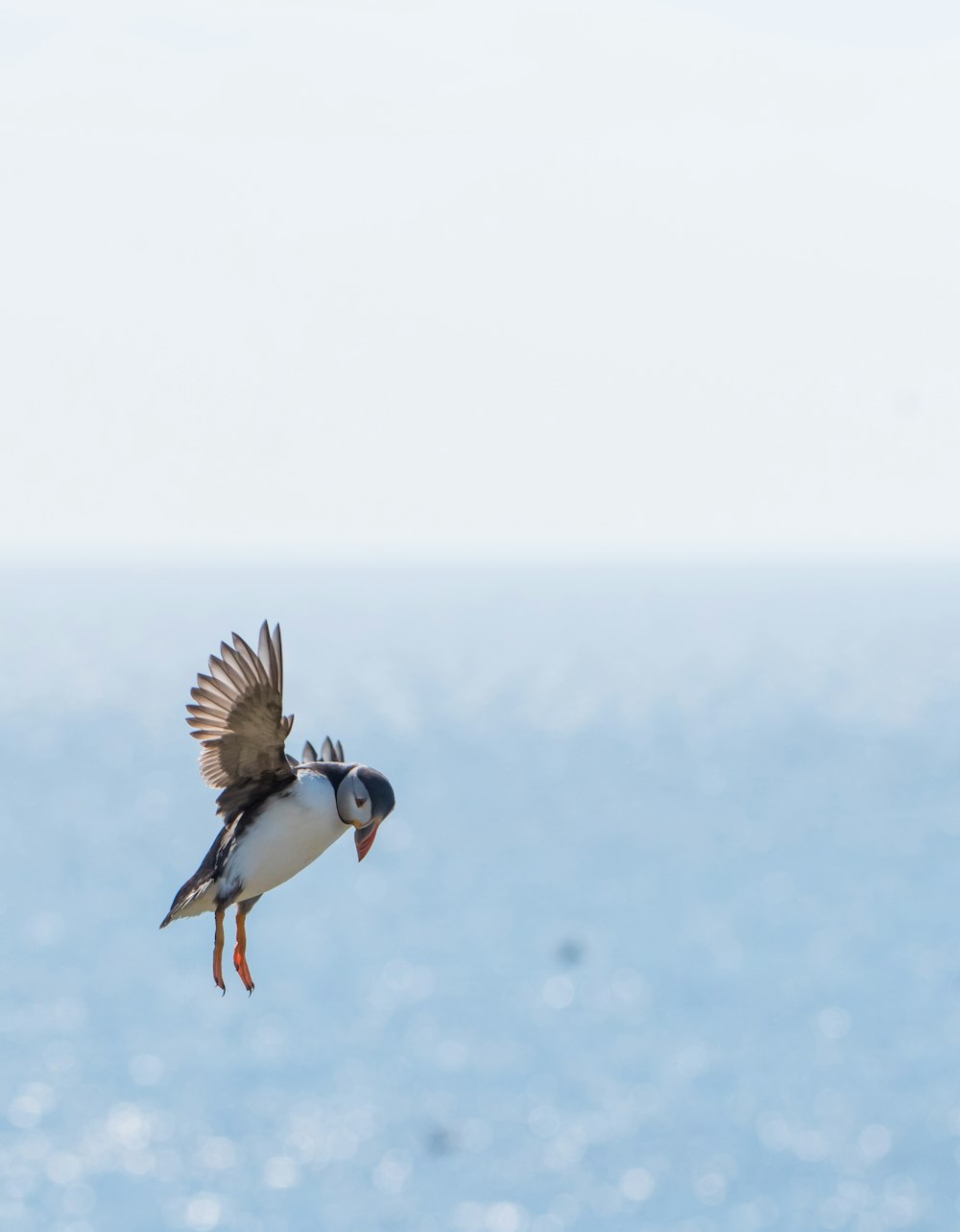 Flachfokusfotografie von weißen und braunen Vögeln