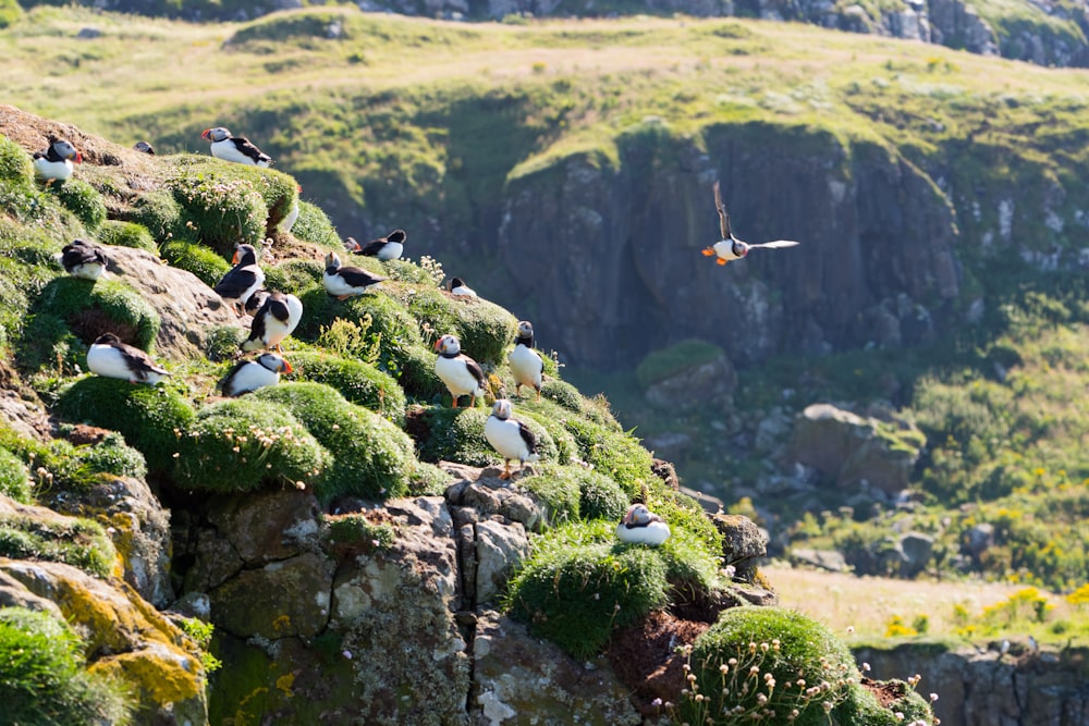 flock of puffin birds on green mountains
