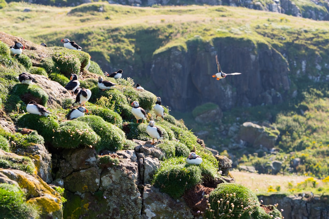 photo of Isle of Mull Nature reserve near Staffa