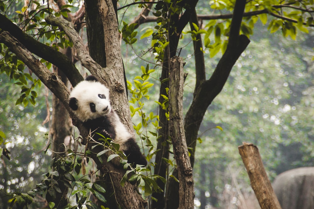 panda on tree