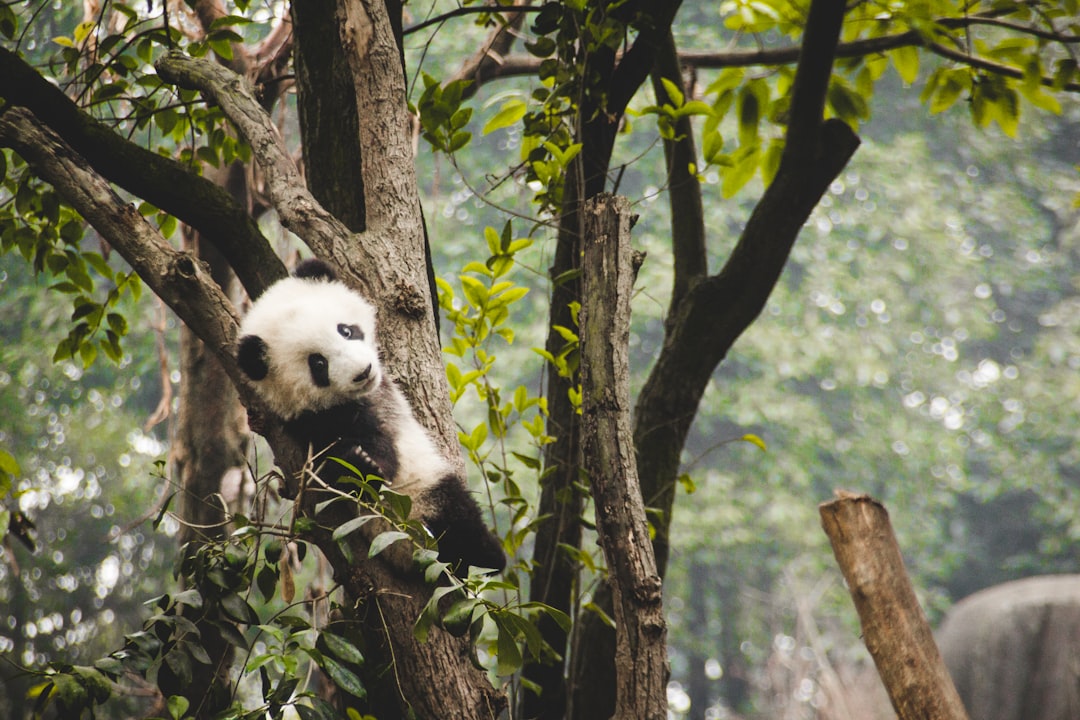 Jungle photo spot Chengdu Research Base of Giant Panda Breeding Dujiangyan