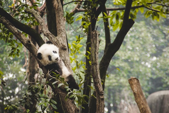 Chengdu Research Base of Giant Panda Breeding things to do in Chengdu Shi