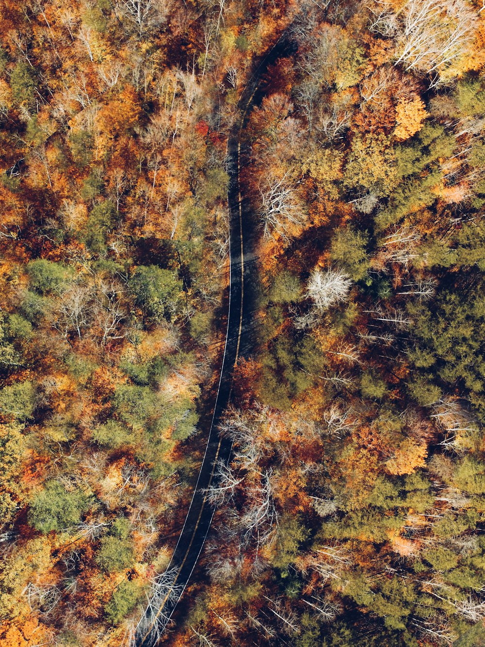 fotografia aérea do topo da estrada preta cercado de árvores durante o dia