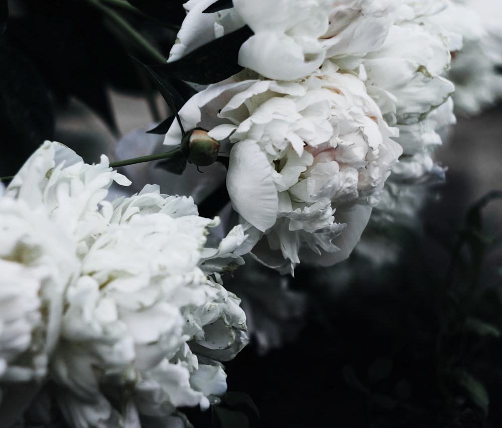 Fotografía de primer plano de flores blancas agrupadas