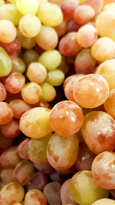 Close-up of neatly aligned grapevines with dew drops sparkling in the early sun.