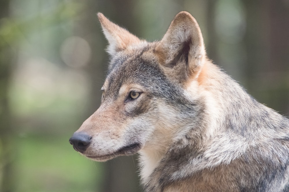 erwachsener brauner Deutscher Schäferhund