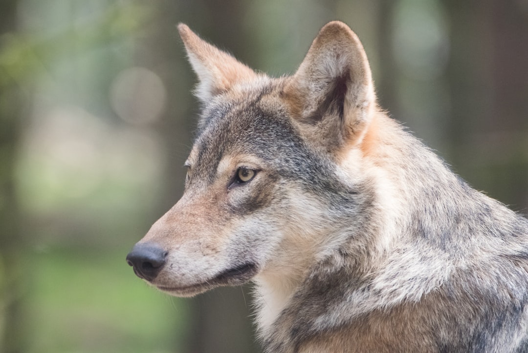  adult tan german shepherd wolf