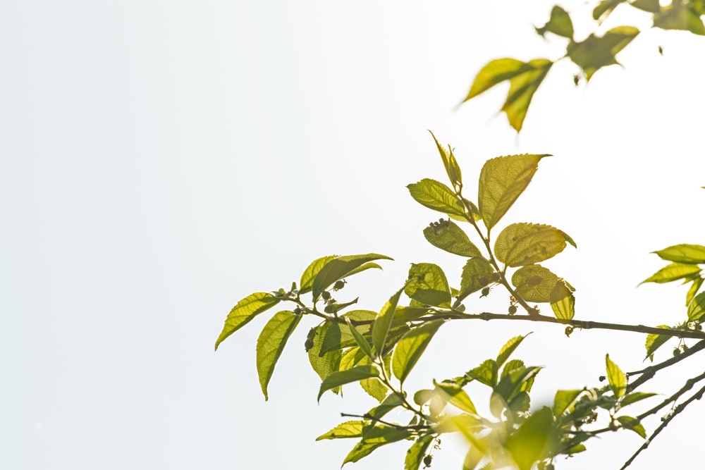 closeup photo of green leafed tree under white clouds