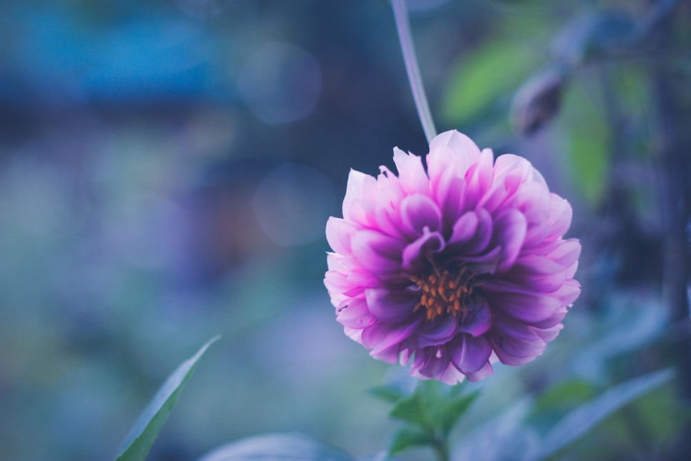 selective focus photography of purple petaled flower